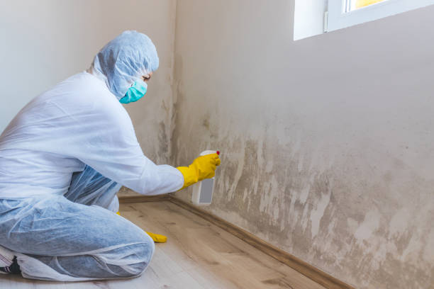 Licensed Black Mold Removal service in Franklin, KY - WQB Mold Removal