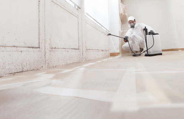Trusted Black Mold Removal service in Franklin, KY - WQB Mold Removal