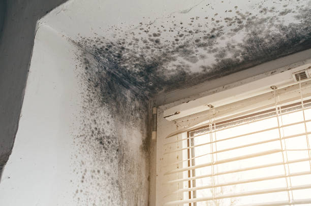 Affordable Black Mold Removal solutions in Franklin, KY